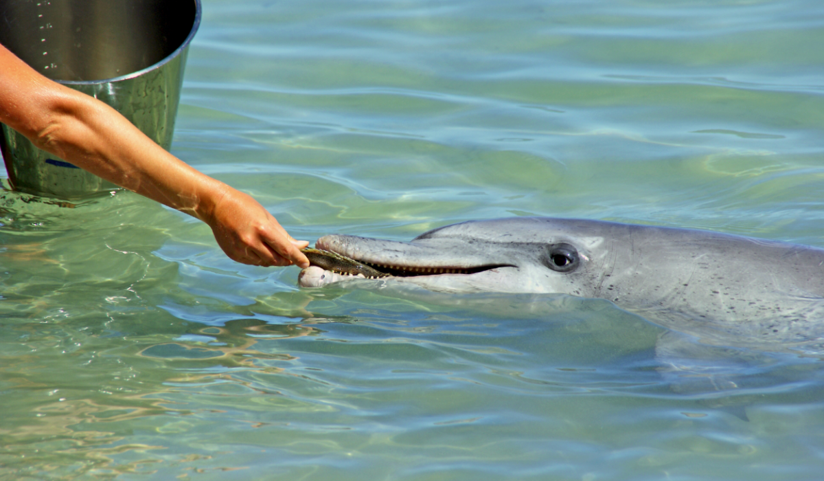 Monkey Mia Dolphins Western Australia