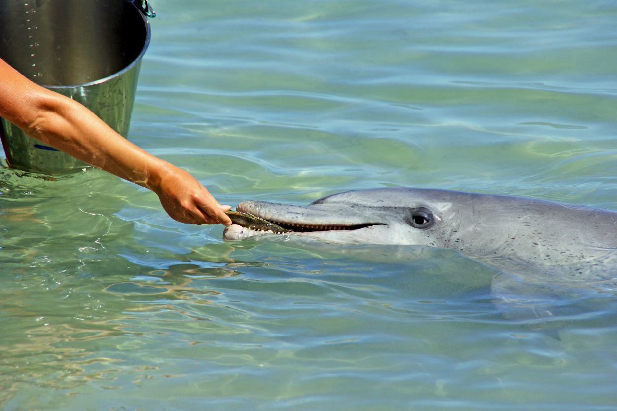 Monkey Mia Dolphins Western Australia